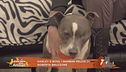 Harley e Boss, i bambini pelosi di Roberta Bruzzone