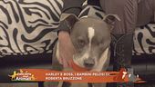 Harley e Boss, i bambini pelosi di Roberta Bruzzone