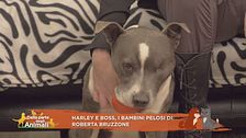 Harley e Boss, i bambini pelosi di Roberta Bruzzone