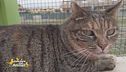 Gina, una meravigliosa gattona