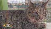 Gina, una meravigliosa gattona