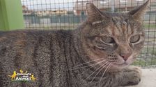 Gina, una meravigliosa gattona