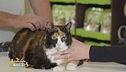 Consigli per i pets lovers