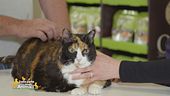Consigli per i pets lovers