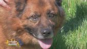 Rocky, un cucciolone gioioso