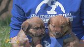 Due cuccioli meravigliosi: Romeo e Giulietta