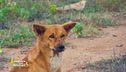 Un animale da scoprire: il dingo