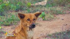 Un animale da scoprire: il dingo