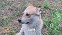 E' stato smarrito Sam