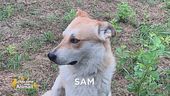 E' stato smarrito Sam
