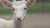 George il daino albino