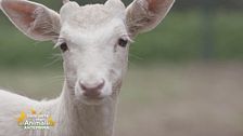 George il daino albino