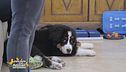 Viaggio in Emilia Romagna con il cane: le mete da non perdere