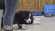 Viaggio in Emilia Romagna con il cane: le mete da non perdere