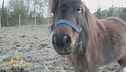 La pony Hera di circa 3 anni