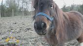 La pony Hera di circa 3 anni
