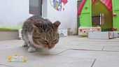 Morellina una gatta giocherellona