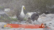 Lucky Cartoon ci parla dell'albatro