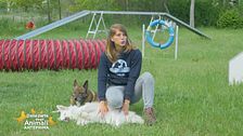 Come insegnare il cane a salire le scale a chiocciola