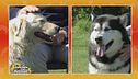 Alaskan Malamute vs Cane da pastore maremmano abruzzese