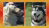 Alaskan Malamute vs Cane da pastore maremmano abruzzese
