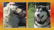 Alaskan Malamute vs Cane da pastore maremmano abruzzese