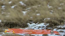 Un animale da scoprire: l'ermellino