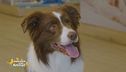 Preziosi consigli per i pet lovers
