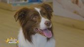 Preziosi consigli per i pet lovers