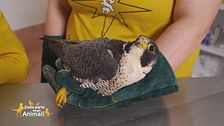 Il recupero di un falco pellegrino