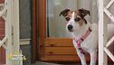 Lola, la bimba pelosa di Milena Miconi