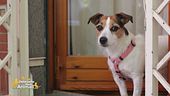 Lola, la bimba pelosa di Milena Miconi