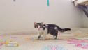 Pet lovers in azione!