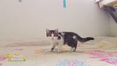 Pet lovers in azione!
