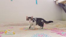 Pet lovers in azione!