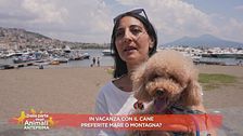 In vacanza con il cane preferite mare o montagna?