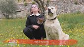 Imita il tuo cane