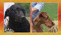 Curly Coated Retriever vs Irish Terrier