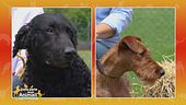 Curly Coated Retriever vs Irish Terrier