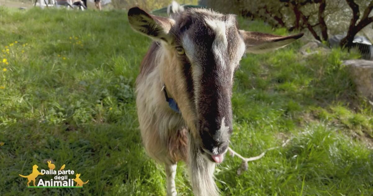 Dalla parte degli animali: La capretta Margherita Video | Mediaset Infinity