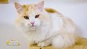La sensibilità agli allergeni del gatto
