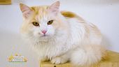 La sensibilità agli allergeni del gatto