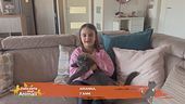 Cosa significa quando un gatto ti mordicchia le mani?