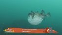 Un animale da scoprire: il pesce palla