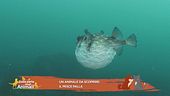 Un animale da scoprire: il pesce palla