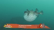 Un animale da scoprire: il pesce palla