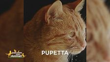 E' stata smarrita Pupetta