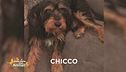 Chicco si è perso