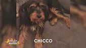 Chicco si è perso