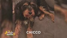 Chicco si è perso